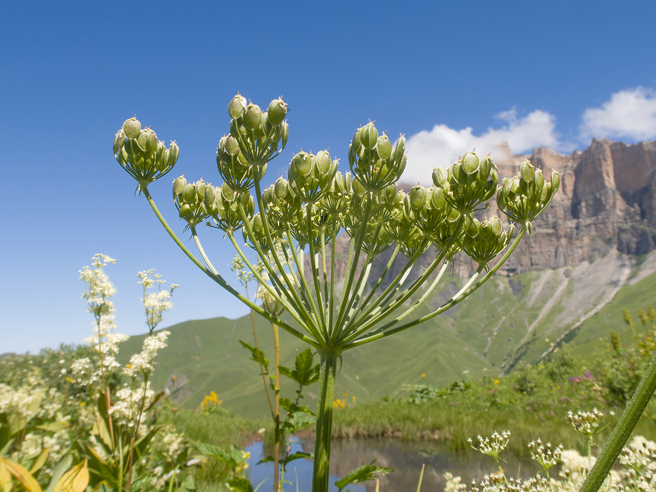 Изображение особи Heracleum asperum.