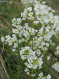 Schivereckia podolica. Верхушки цветущих побегов. Башкирия, Учалинский р-н, Тунгатаровский сельсовет, окр. дер. Яльчигулово, хр. Нурали, каменистый склон. 26 мая 2024 г.