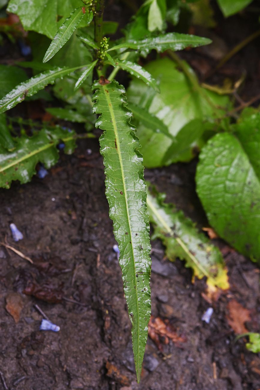 Image of genus Rumex specimen.