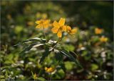 Anemone ranunculoides. Верхушка цветущего растения. Тульская обл., окр. пос. Дубна, лиственный лес в направлении дер. Ивановка (\"Темирёво\"). 29.04.2008.