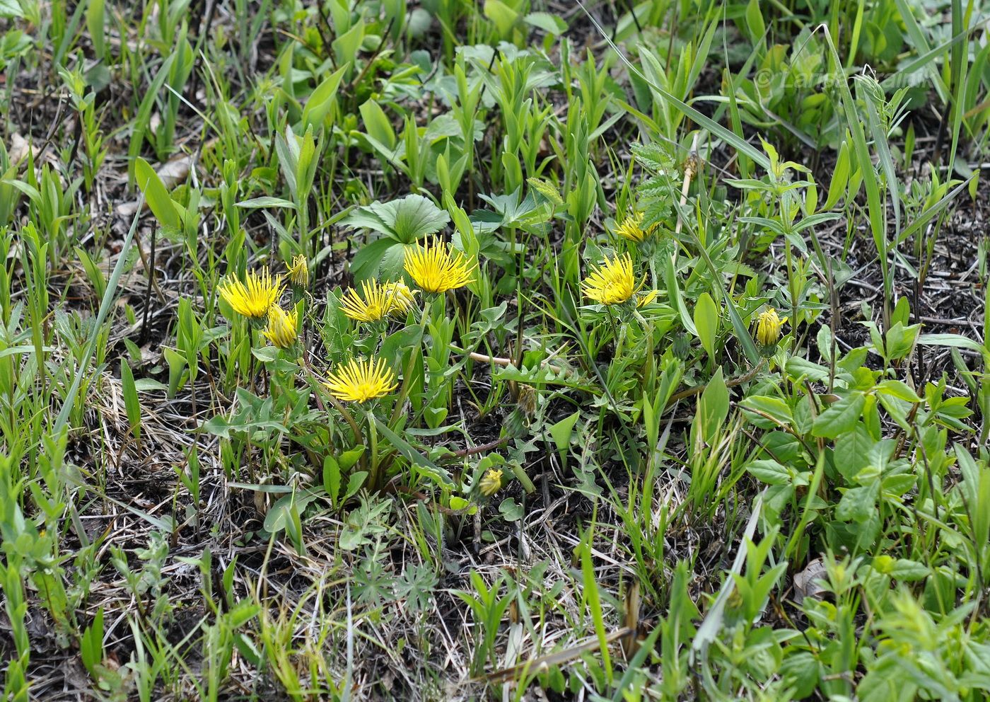 Image of genus Taraxacum specimen.