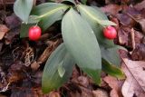 Ruscus hypoglossum. Побеги (филлокладии) со зрелыми плодами. Южный Берег Крыма, гора Кастель. 8 февраля 2009 г.