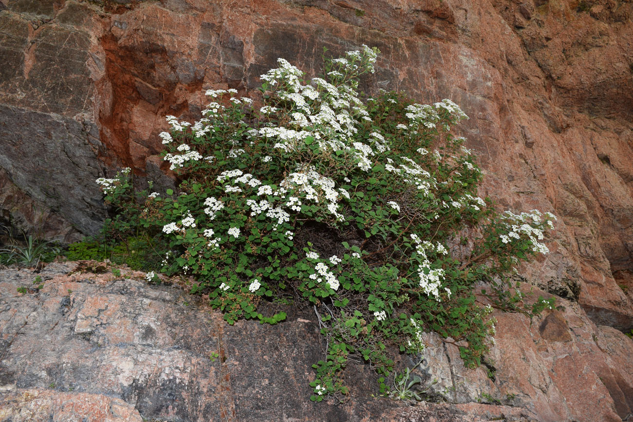 Image of Spiraea pilosa specimen.