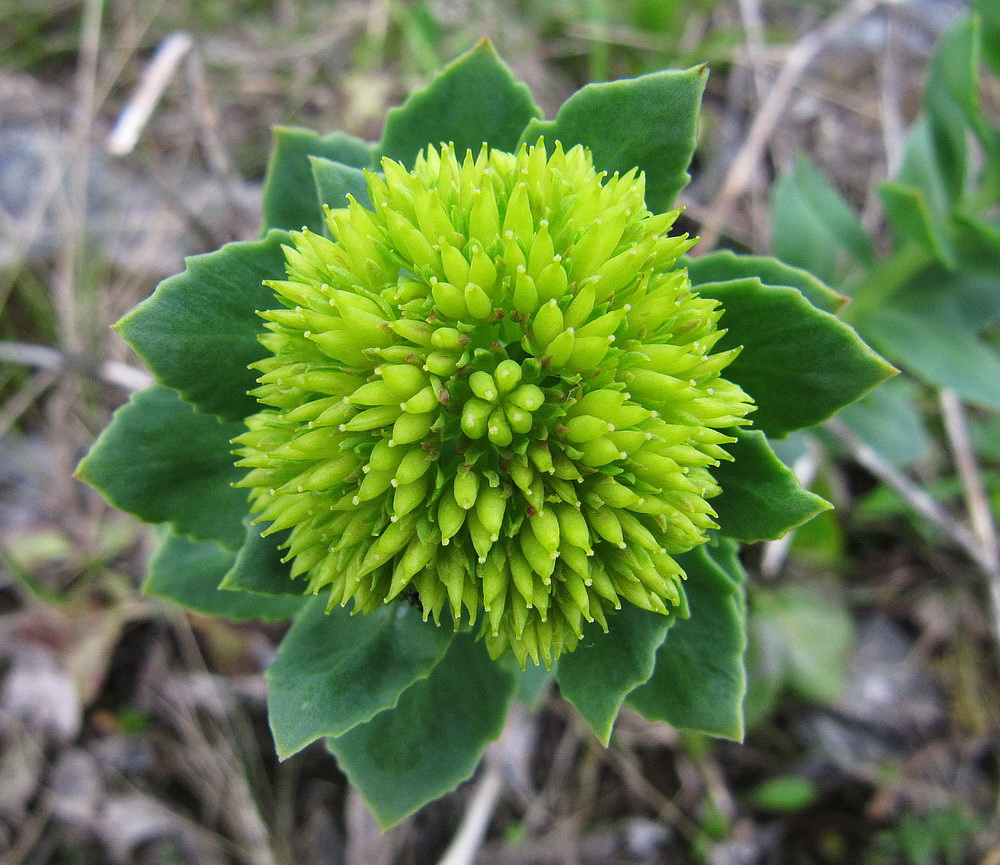 Изображение особи Rhodiola rosea.