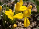 Смотреть изображение Genista scythica