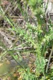 View full-size image Carduus acanthoides