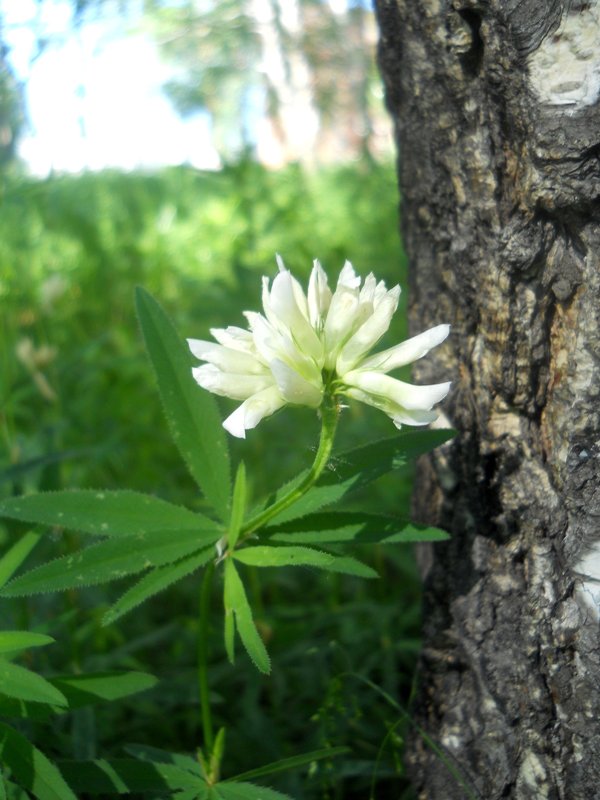 Image of Trifolium spryginii specimen.