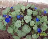 Phacelia campanularia