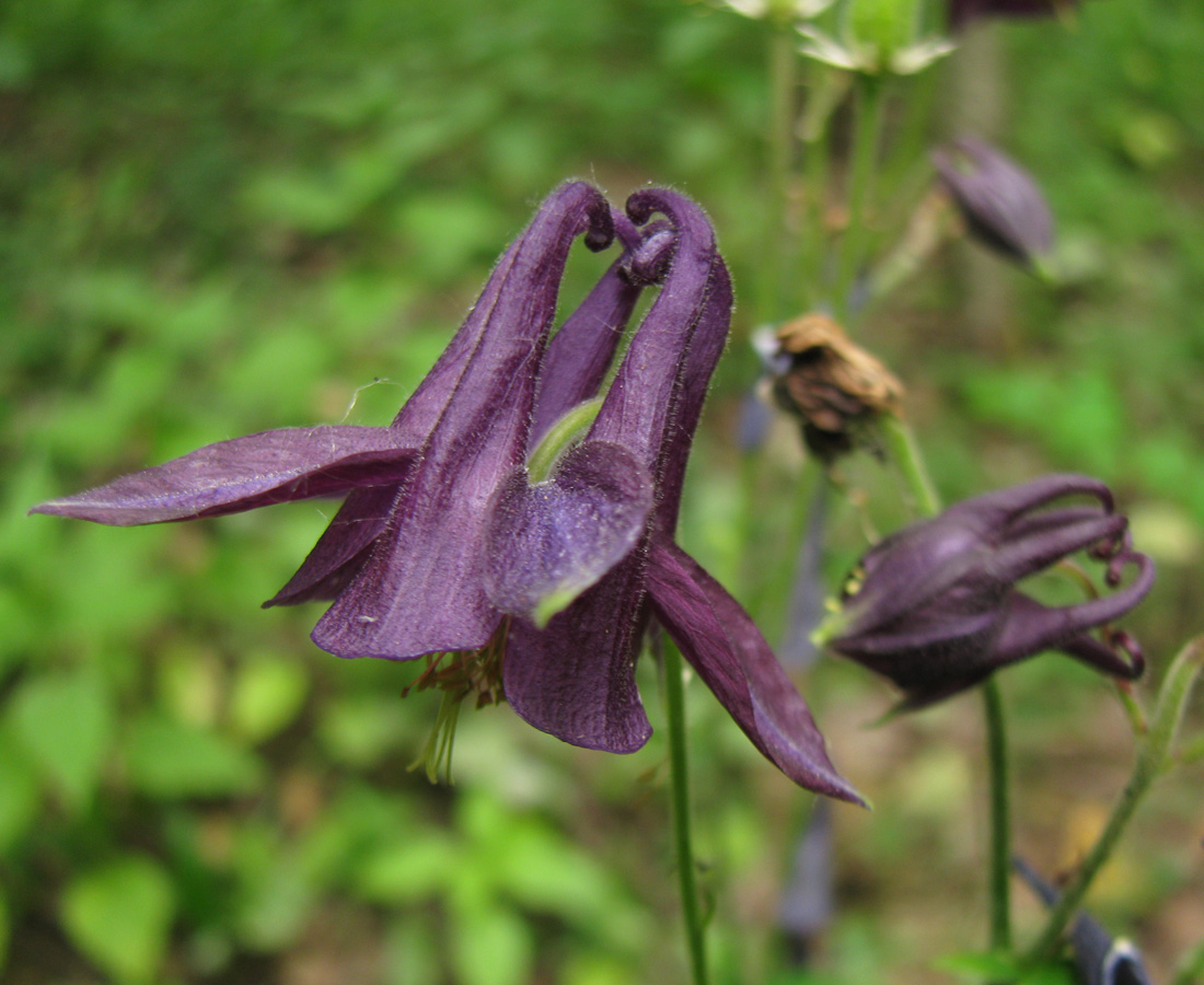 Изображение особи род Aquilegia.