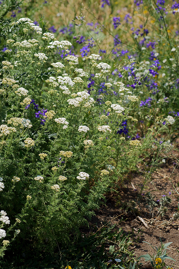 Image of Achillea nobilis specimen.