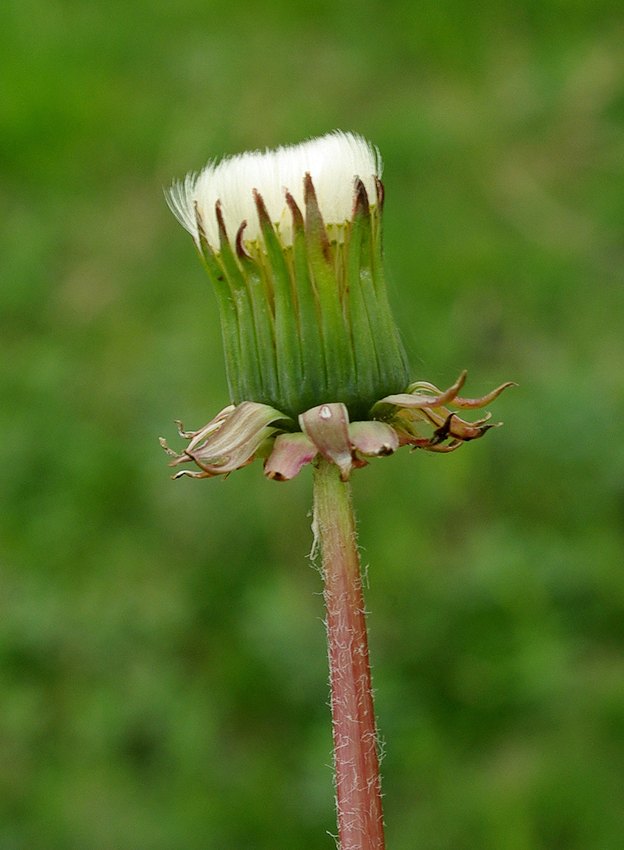 Image of genus Taraxacum specimen.