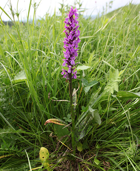 Изображение особи Dactylorhiza urvilleana.