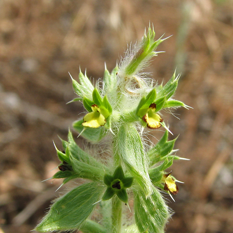 Image of Sideritis montana specimen.