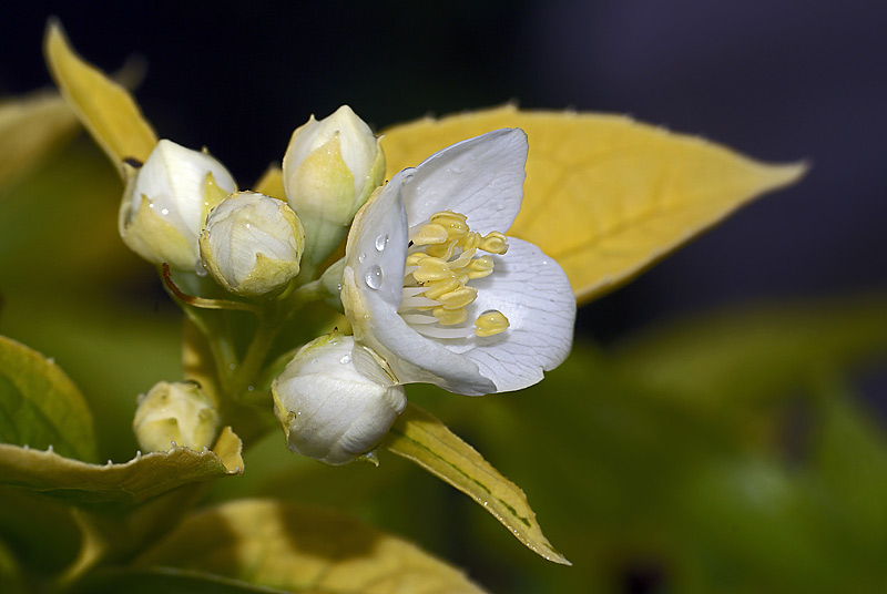 Image of Philadelphus coronarius specimen.