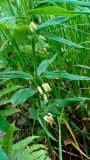 Polygonatum verticillatum