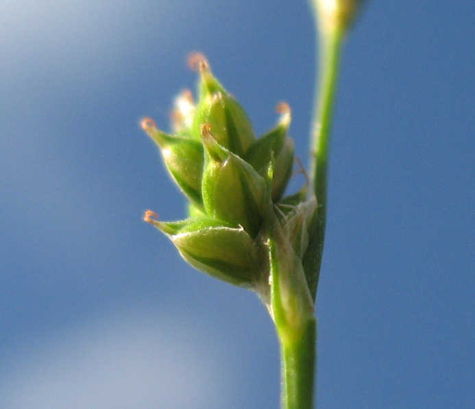 Image of Carex brunnescens specimen.