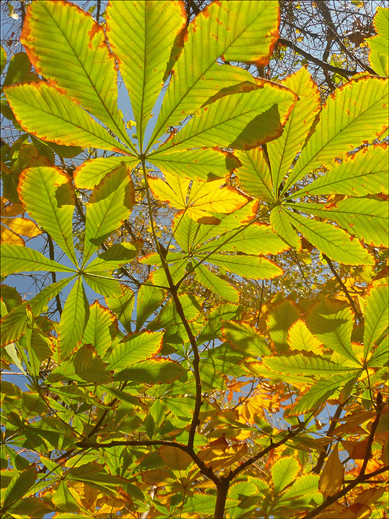 Image of Aesculus hippocastanum specimen.