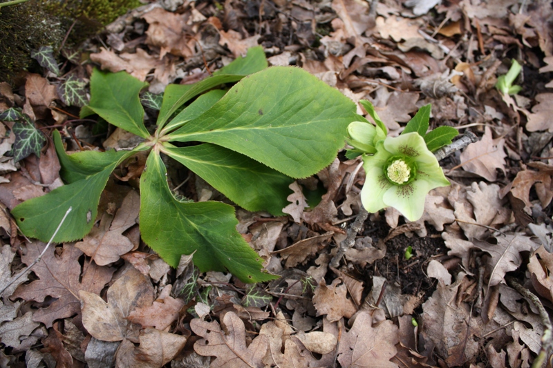 Image of Helleborus caucasicus specimen.