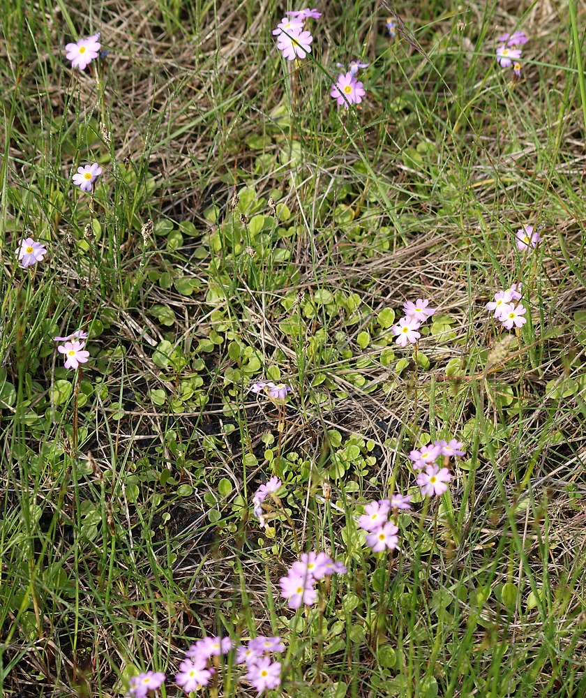 Изображение особи Primula finmarchica.