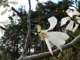 Magnolia kobus. Ветвь с цветками. Сочи, дендрарий. 16.03.2009.