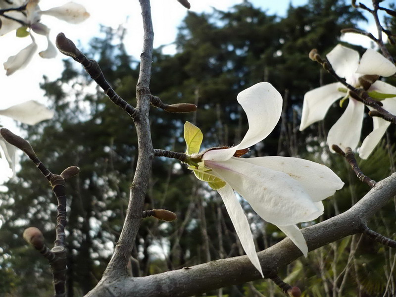 Image of Magnolia kobus specimen.