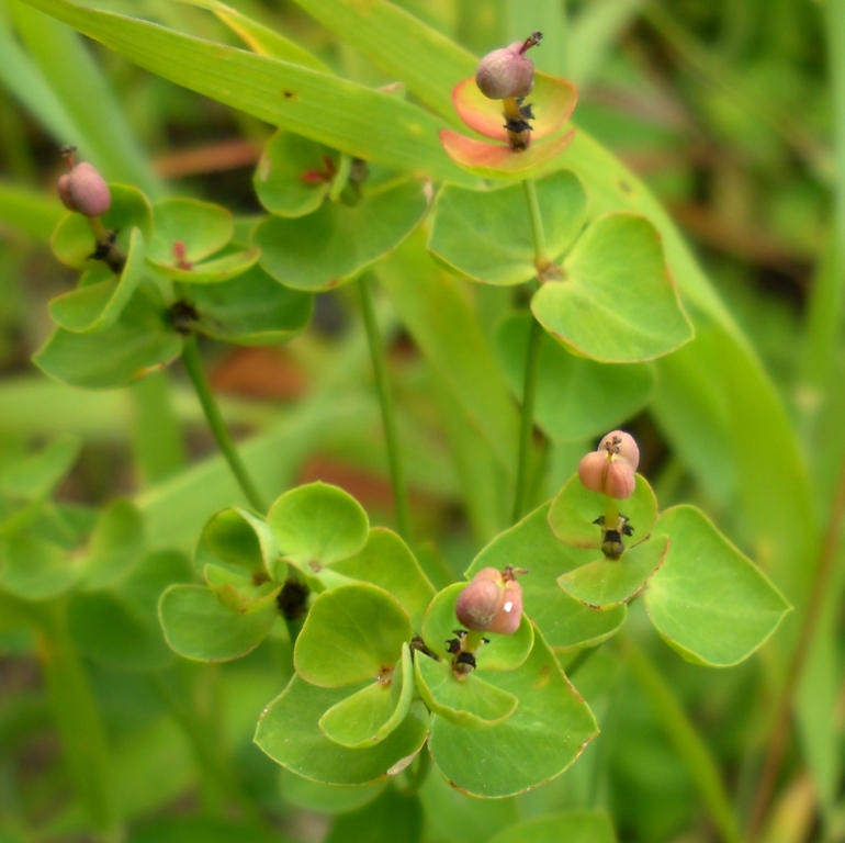 Image of Euphorbia borodinii specimen.