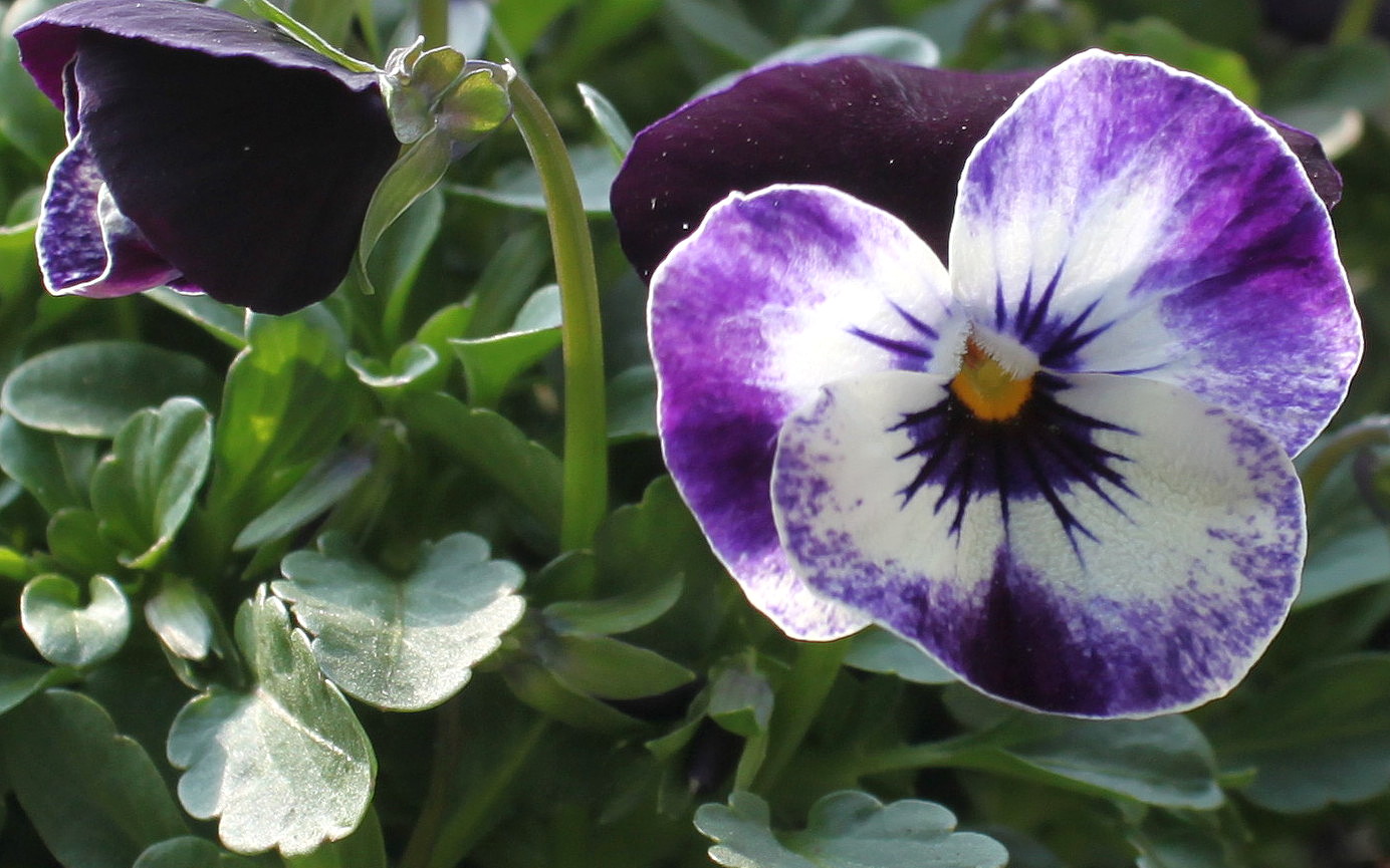 Image of Viola wittrockiana specimen.