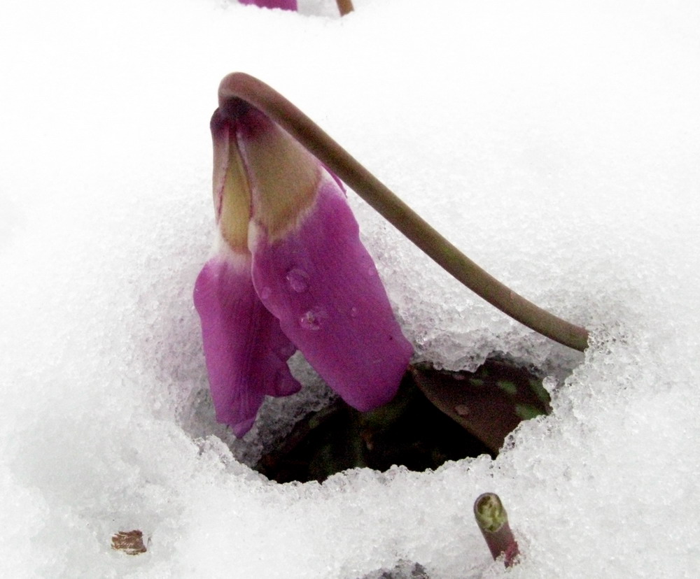 Image of Erythronium sajanense specimen.