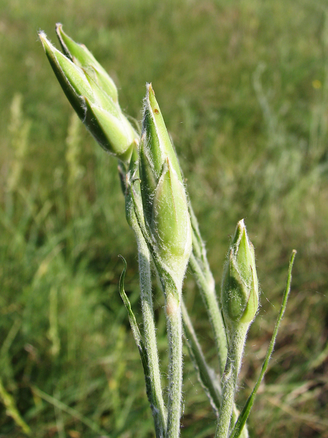 Image of Scorzonera taurica specimen.