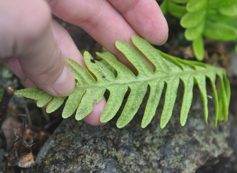 Image of Polypodium vulgare specimen.