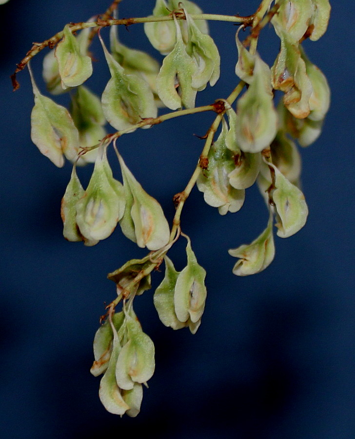 Image of Fallopia aubertii specimen.