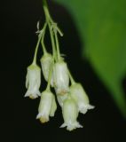 Staphylea trifolia. Соцветие. Москва, Главный ботанический сад. 14.06.2008.