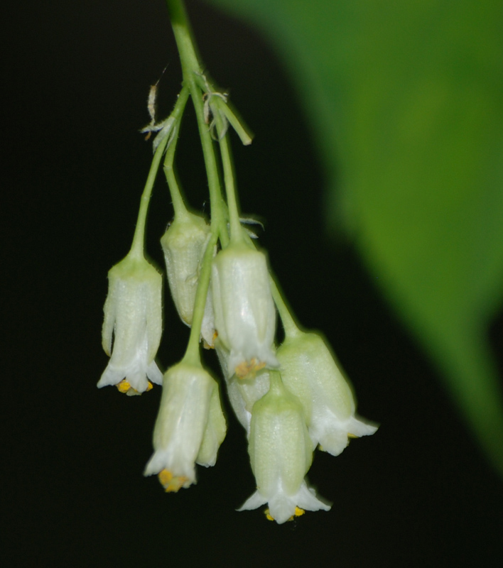 Изображение особи Staphylea trifolia.