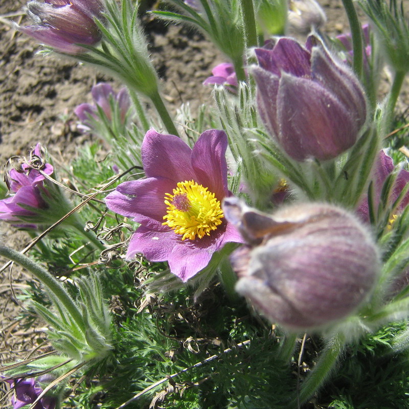 Image of Pulsatilla vulgaris specimen.