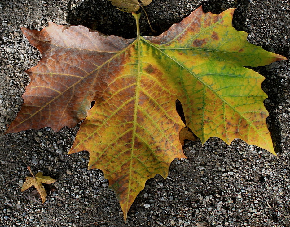 Image of Platanus &times; acerifolia specimen.