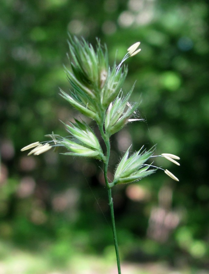 Image of genus Dactylis specimen.