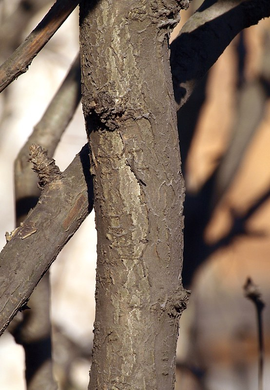 Image of Caragana arborescens specimen.