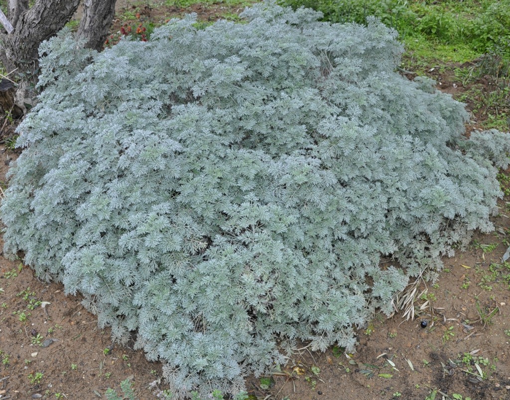 Image of genus Artemisia specimen.