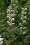 Pyrola rotundifolia