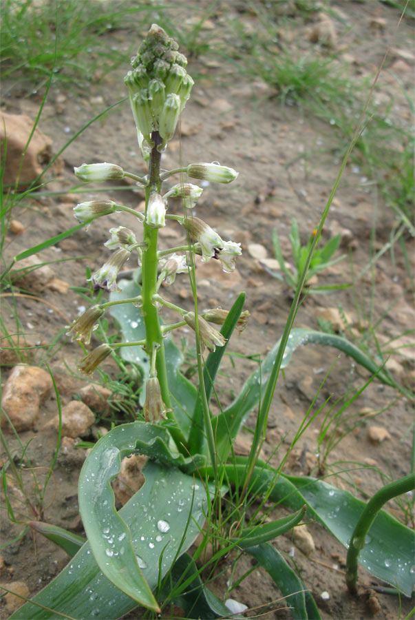 Image of genus Bellevalia specimen.