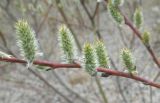 Salix &times; coerulescens