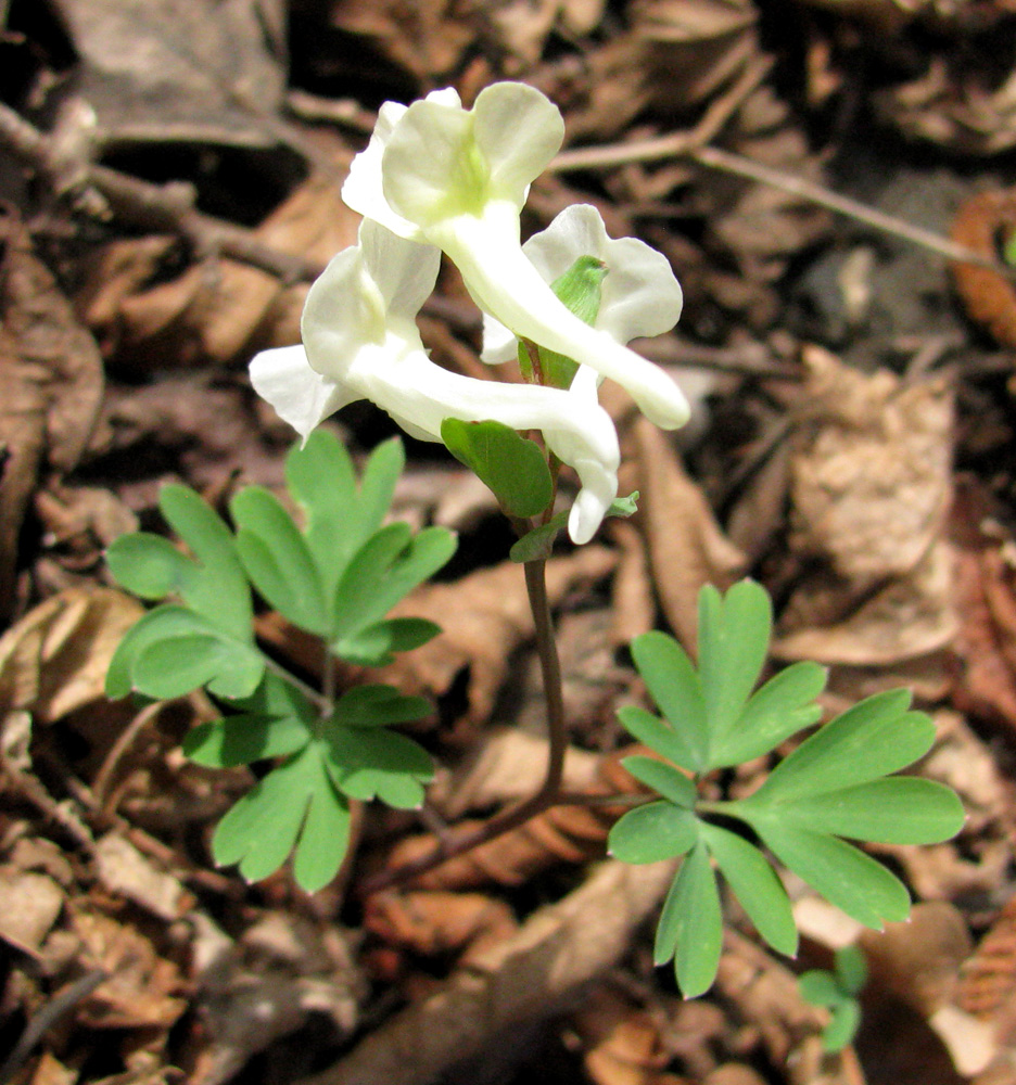 Image of Corydalis malkensis specimen.