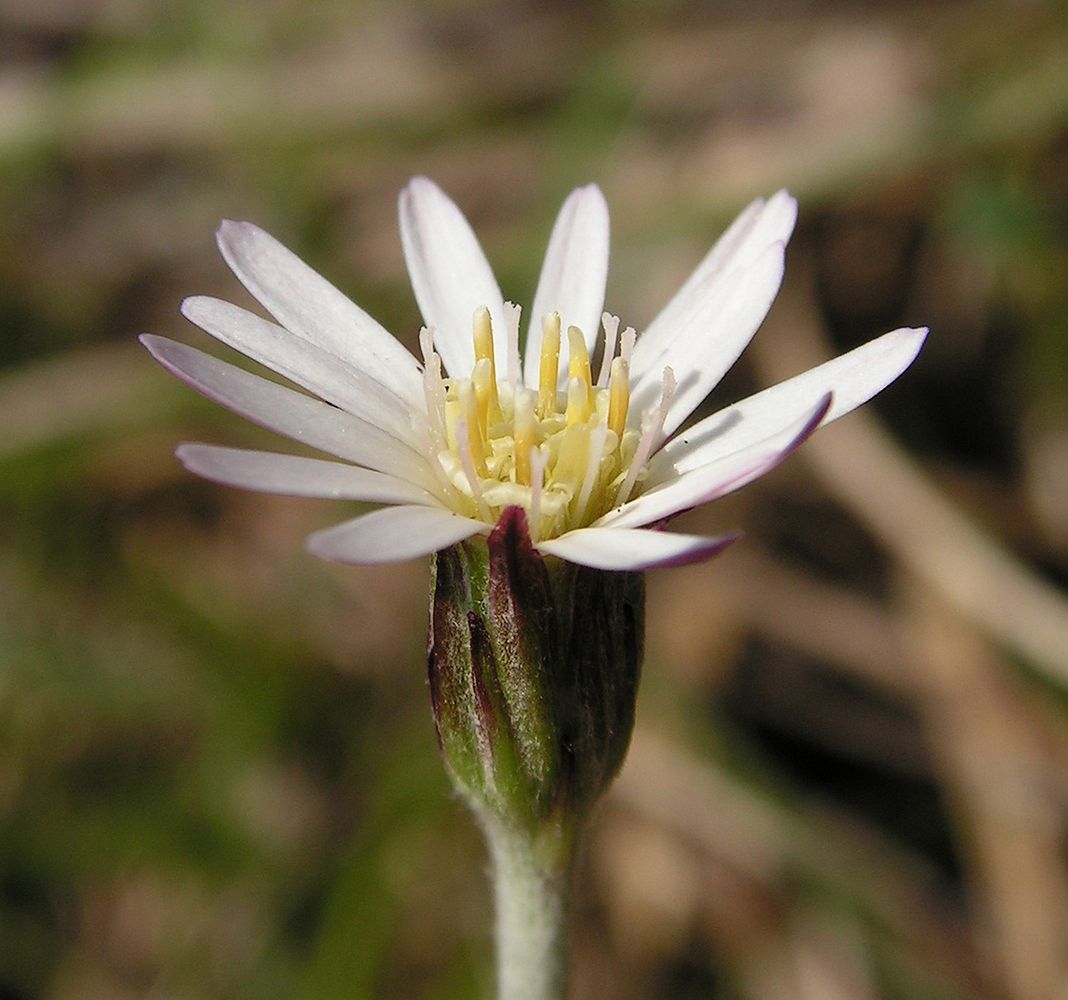 Image of Leibnitzia anandria specimen.