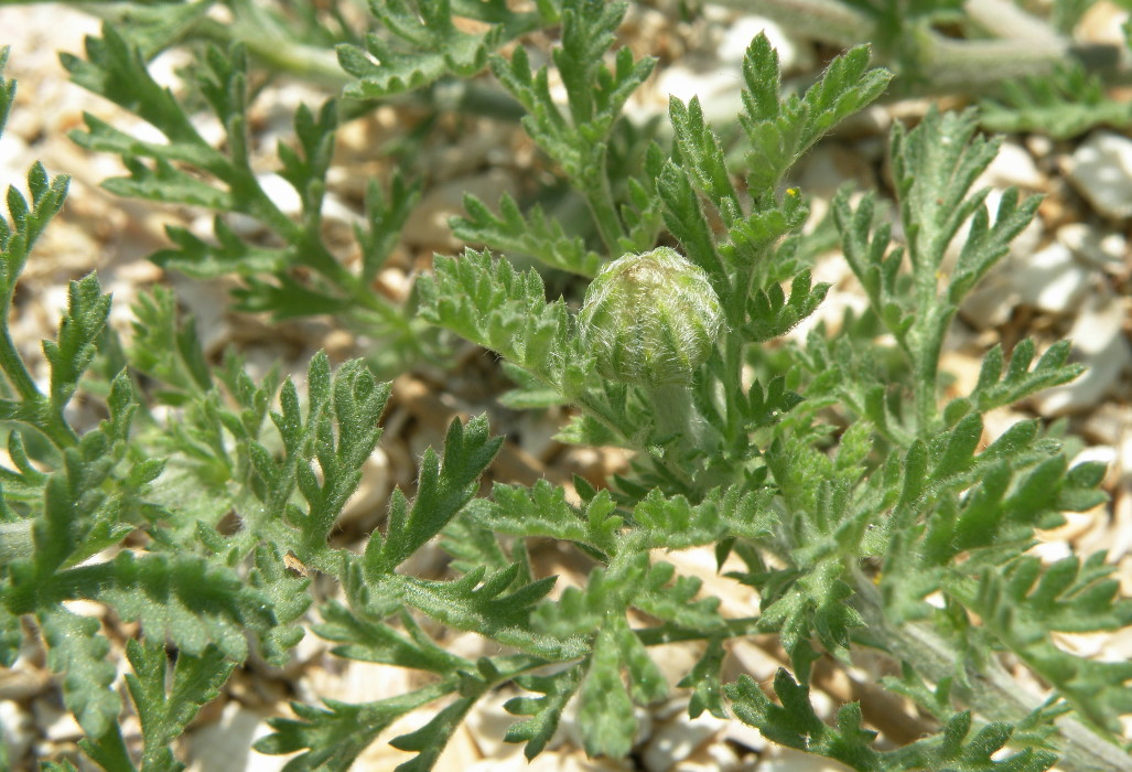 Image of Anthemis ruthenica specimen.