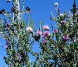 Melaleuca nesophila. Верхушки ветвей с соцветиями. Израиль, Шарон, г. Герцлия, в культуре. 14.05.2013.