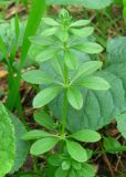 Galium aparine. Верхушка вегетирующего растения. Украина, г. Запорожье, балка между Космическим мкрн. и Опытной станцией. 22.09.2012.