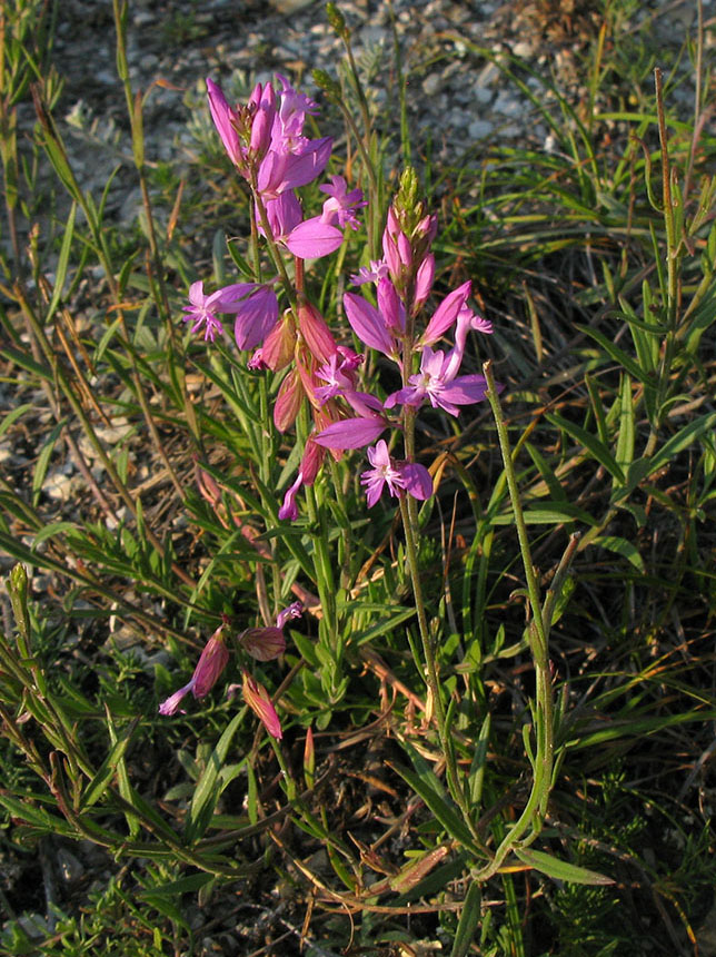 Image of Polygala major specimen.