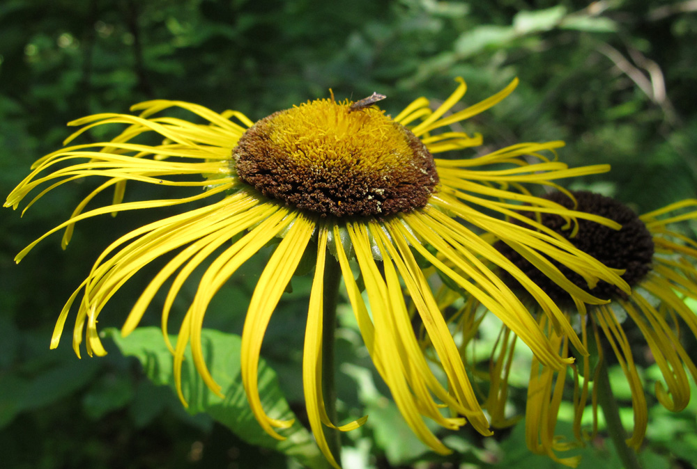 Image of Telekia speciosa specimen.