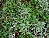 Antennaria dioica. Формы с разной верхней стороной листовых пластинок между двумя куртинами. Архангельская обл., Вельский р-н, ур. Куваш, сухой луг. 30.07.2013.