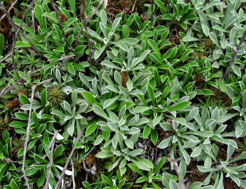 Изображение особи Antennaria dioica.